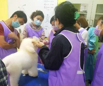 学宠物美容,宠物美容师