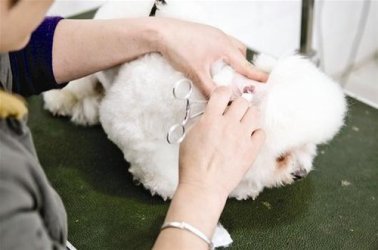 宠物耳道治理的几种方法